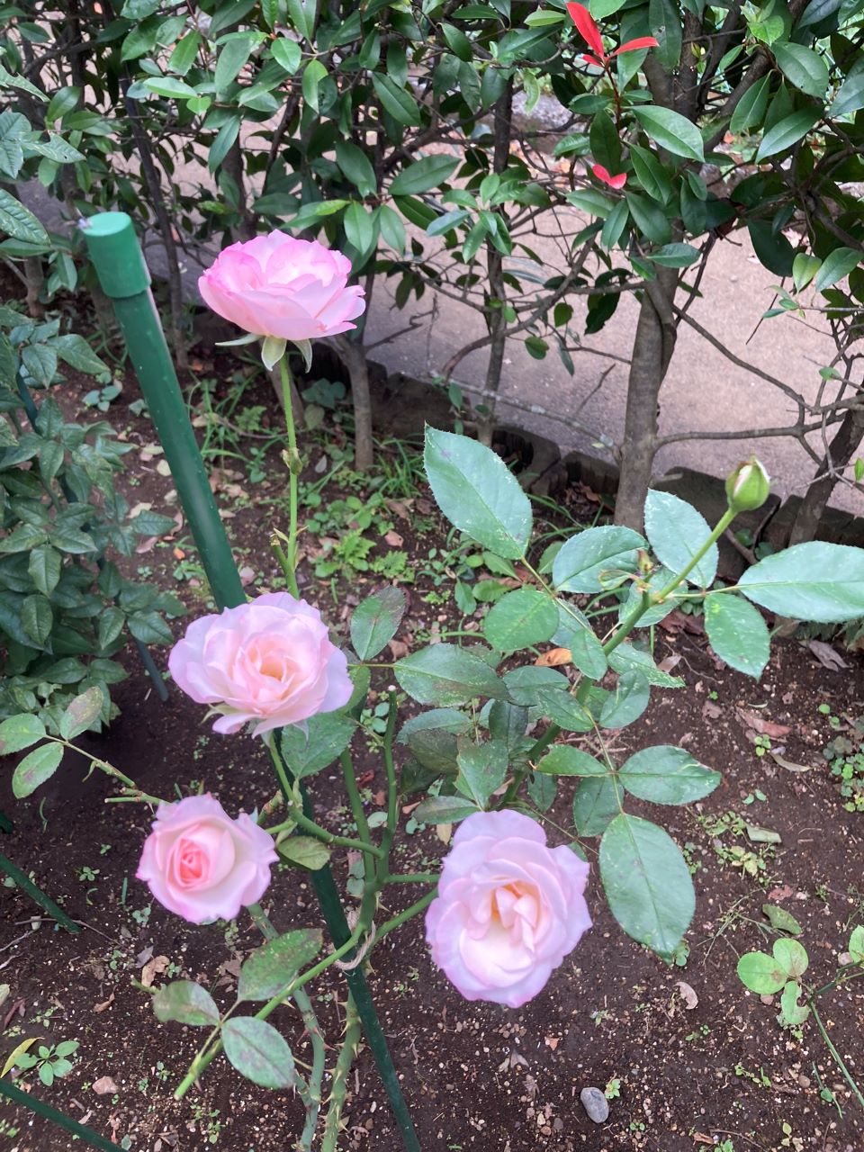 ニコール開花苗購入の23週間後