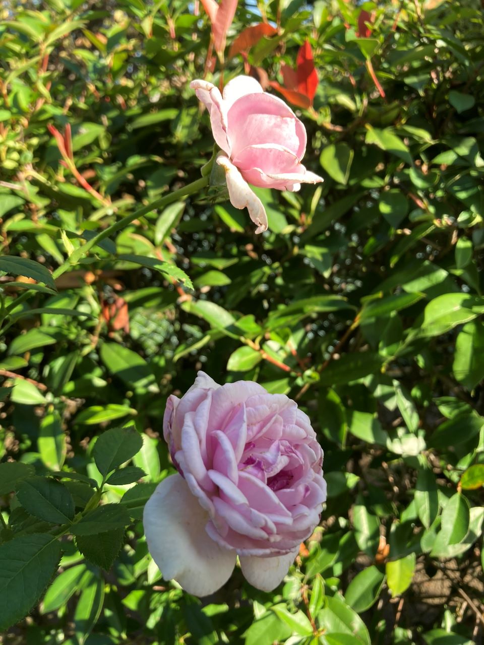 パフュームドレス5月新苗19週間後