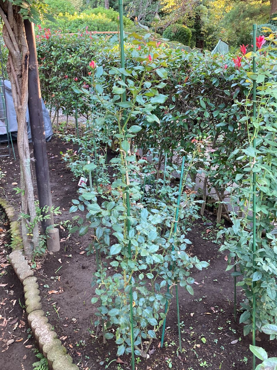 ロビン開花苗購入から15週間後