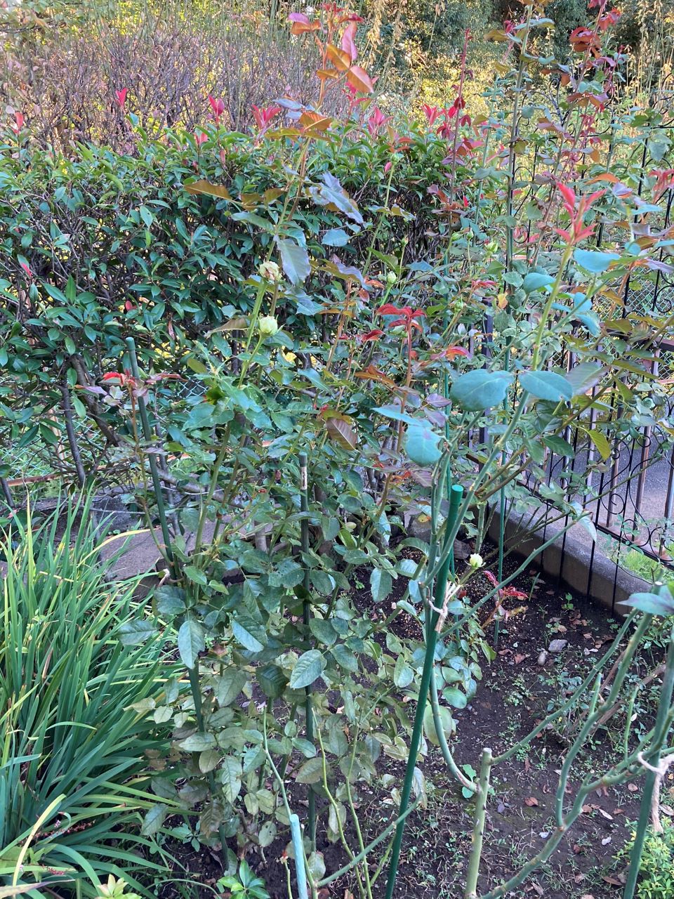 シシリエンヌ 開花苗購入から21週後