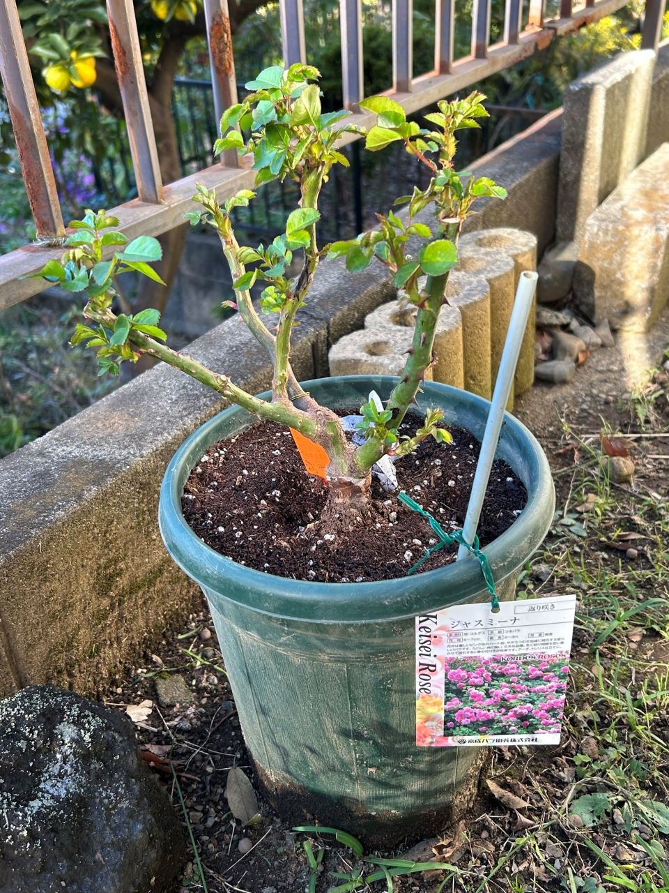 ジャスミーナ大苗購入から1週間後