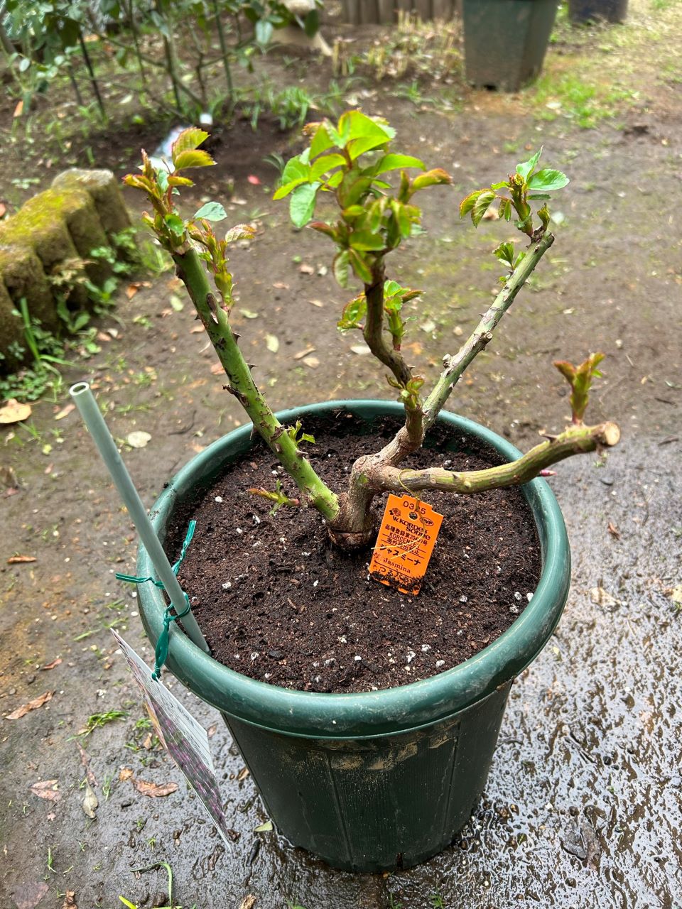 ジャスミーナの大苗購入