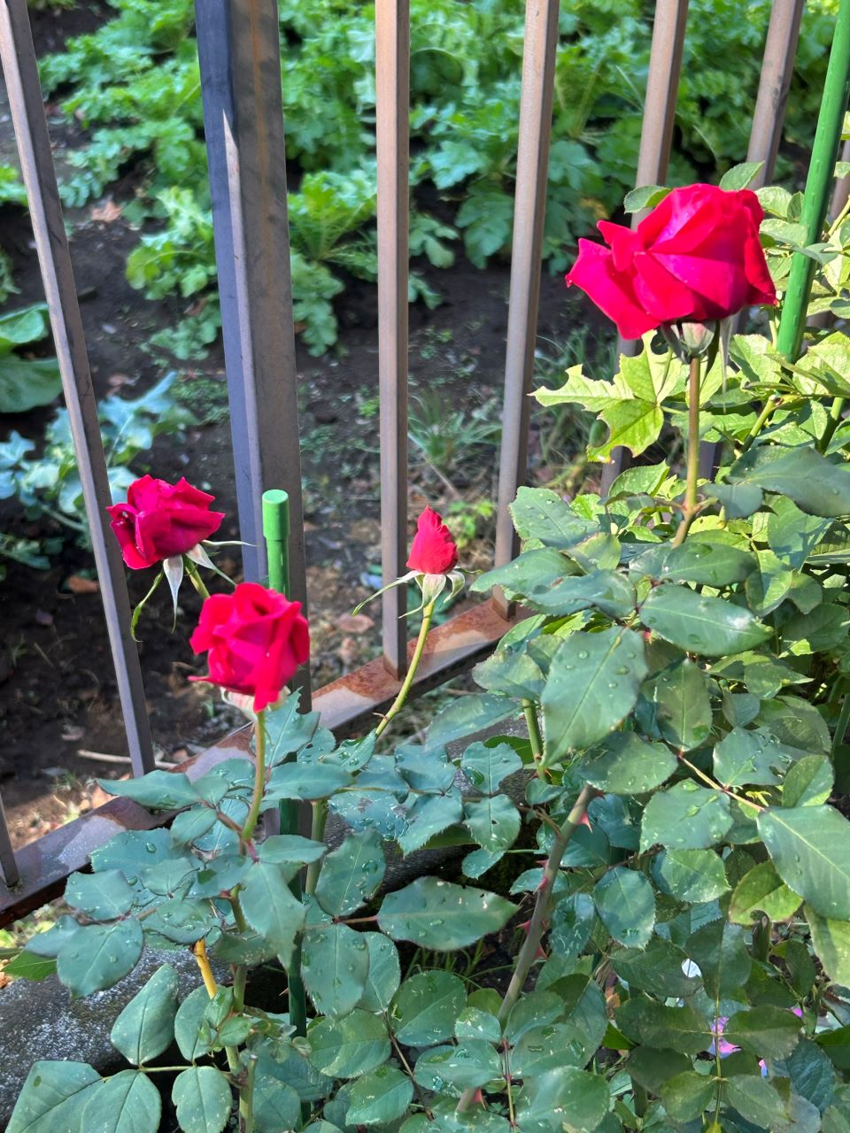 ジョリーメロディ開花苗11週後