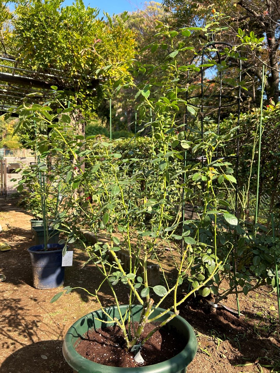 レディ・オブ・シャーロット開花苗鉢増し