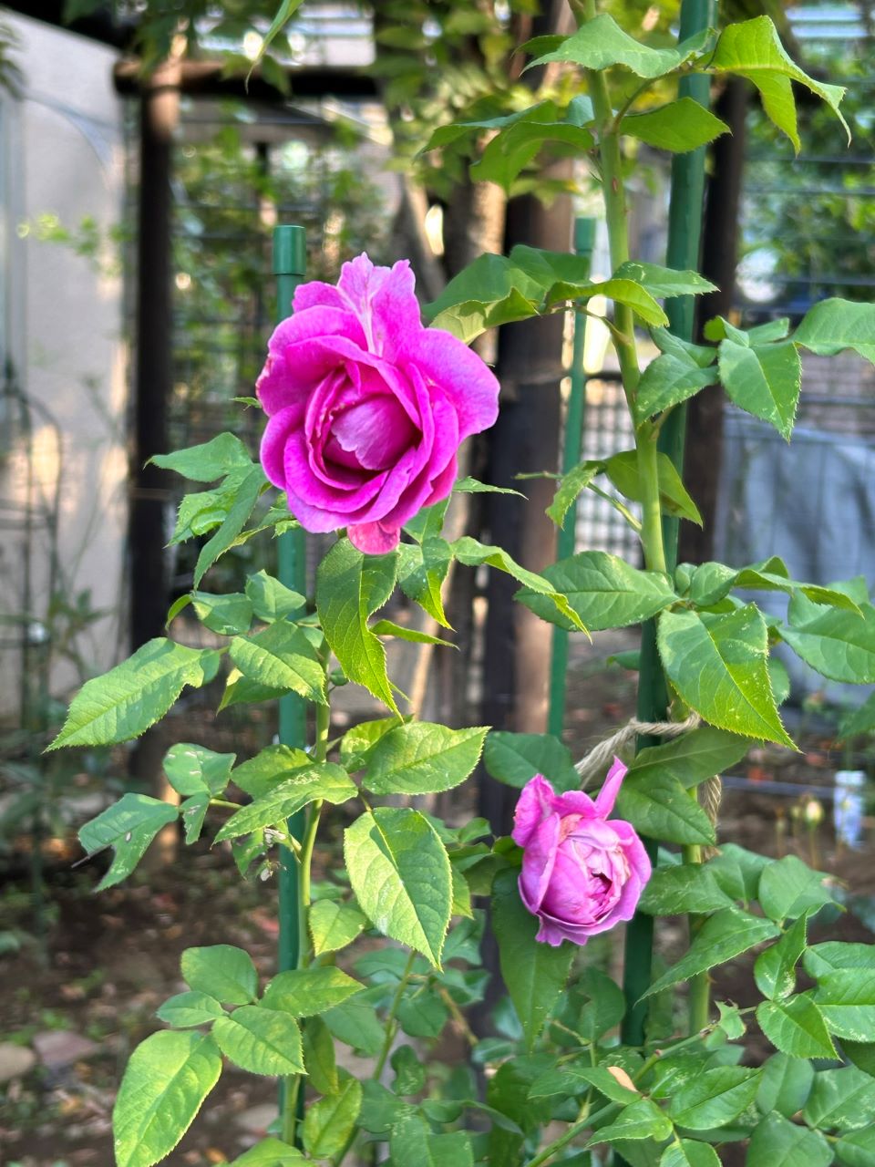 オドゥールダムール6月新苗の22週後