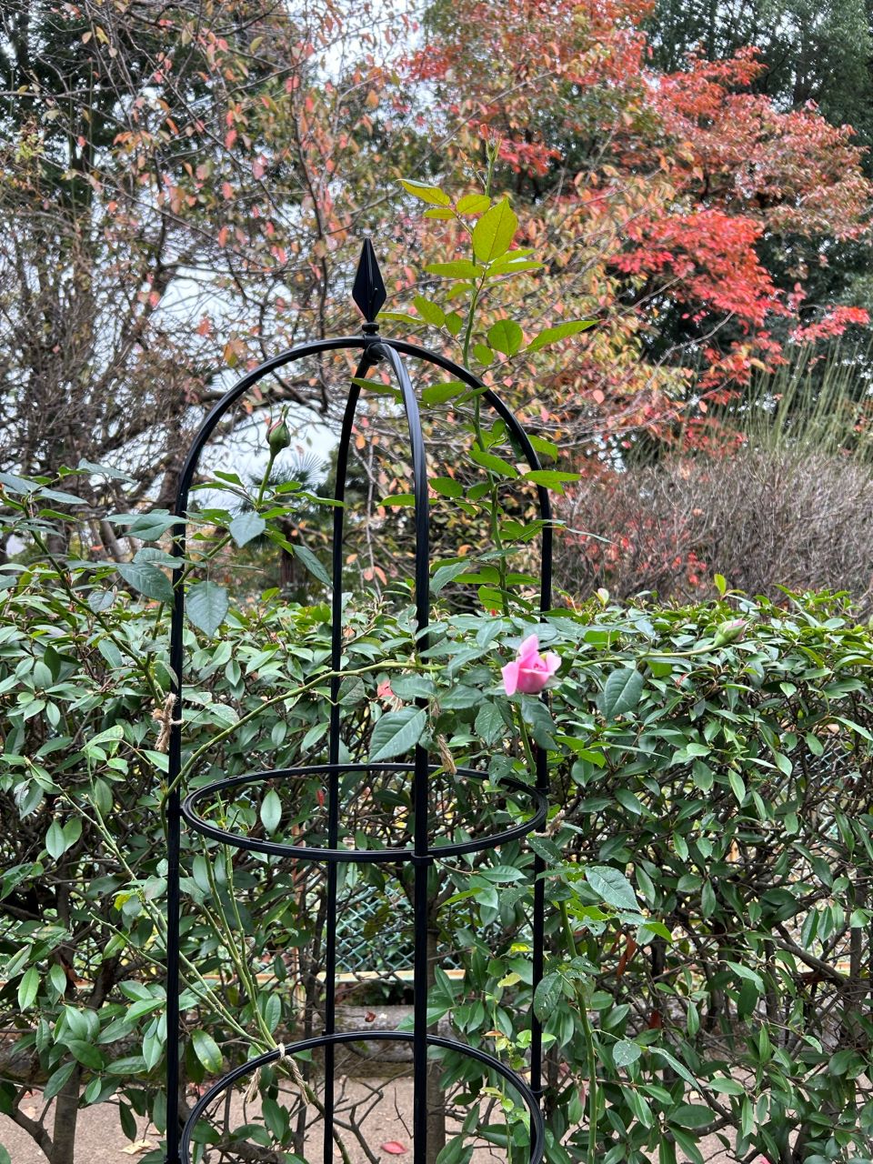 パフュームドレス5月新苗23週間後