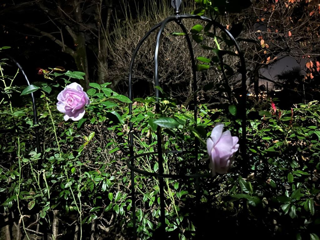 パフュームドレス5月新苗24週後