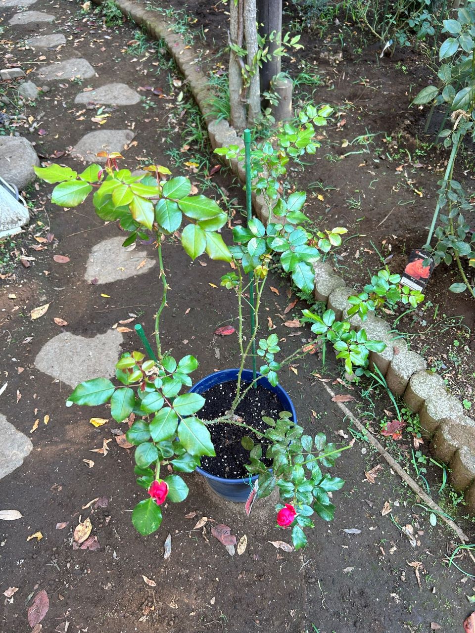 レッドレオナルドダビンチ6号鉢新苗14週後