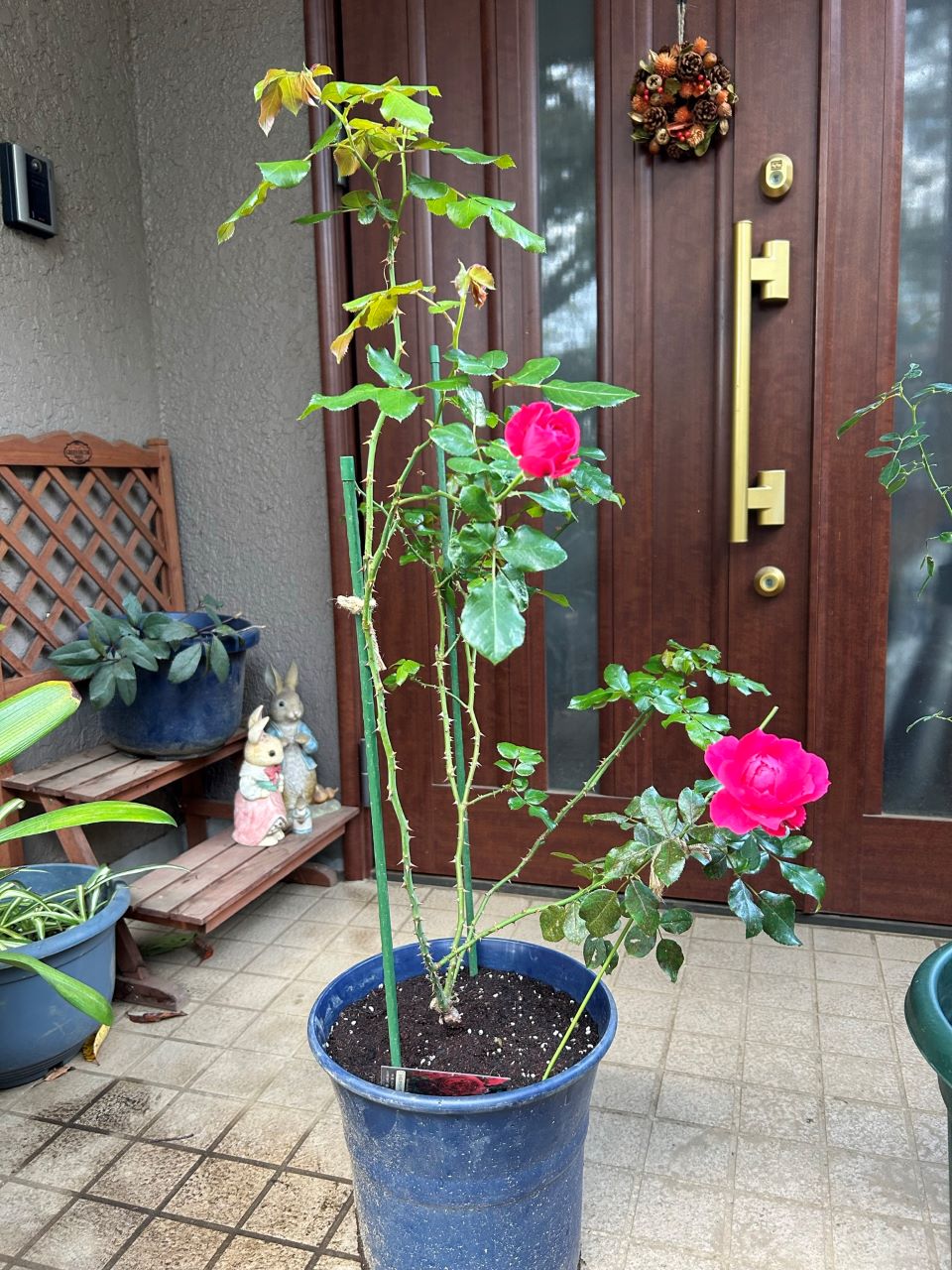 レッドレオナルドダビンチ6号鉢新苗15週後