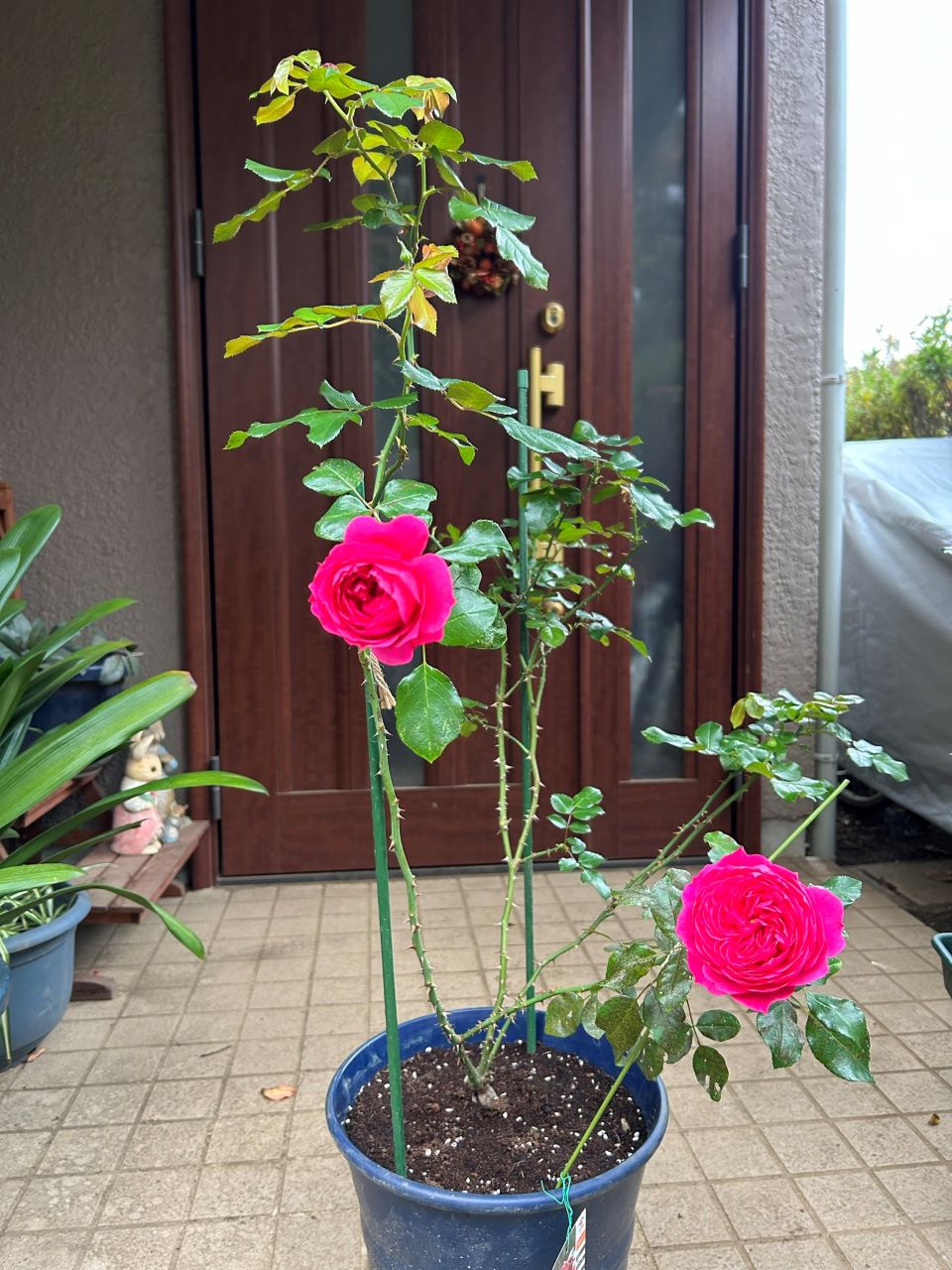 レッドレオナルドダビンチ6号鉢新苗16週後