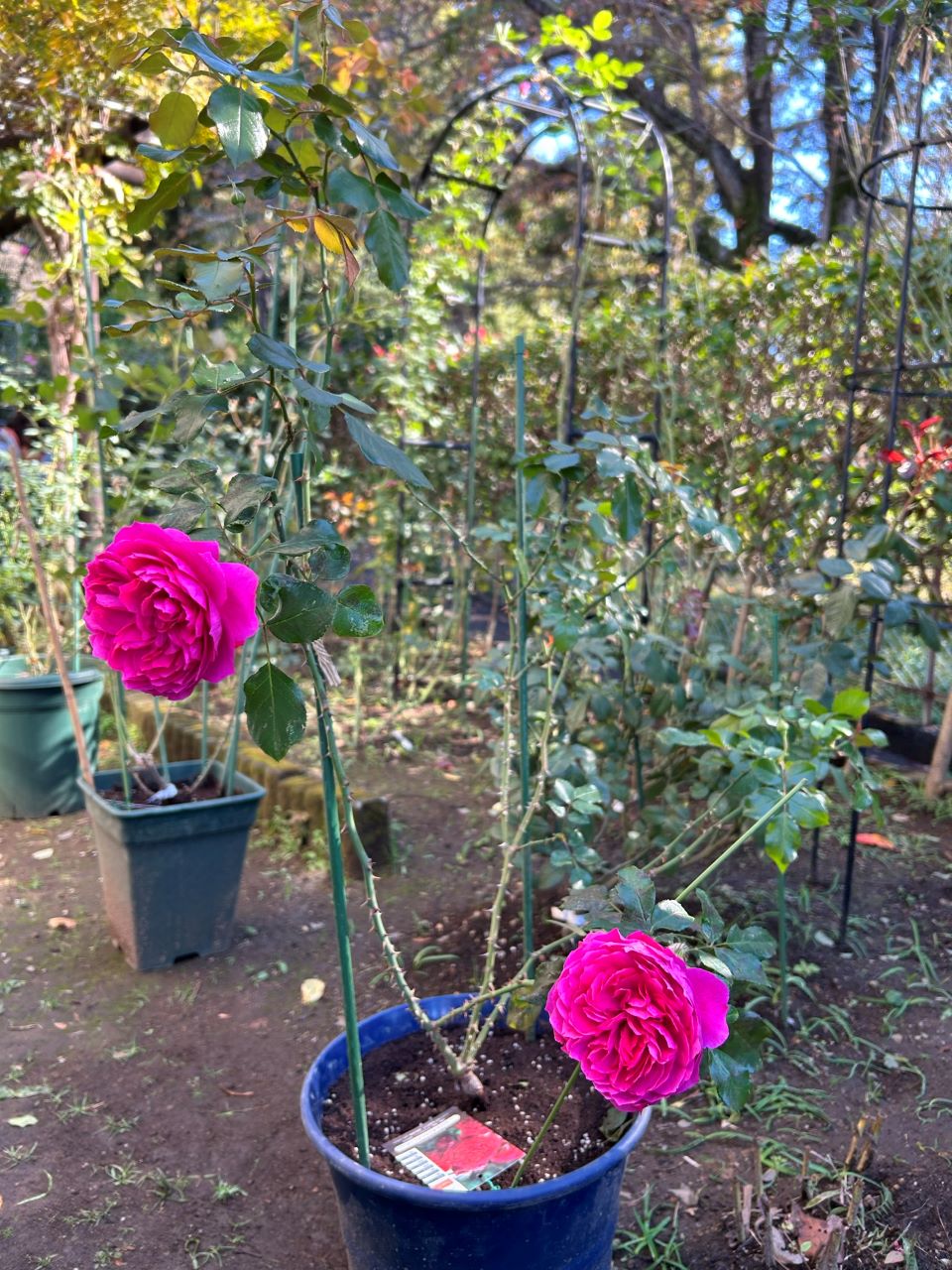 レッドレオナルドダビンチ6号鉢新苗17週後