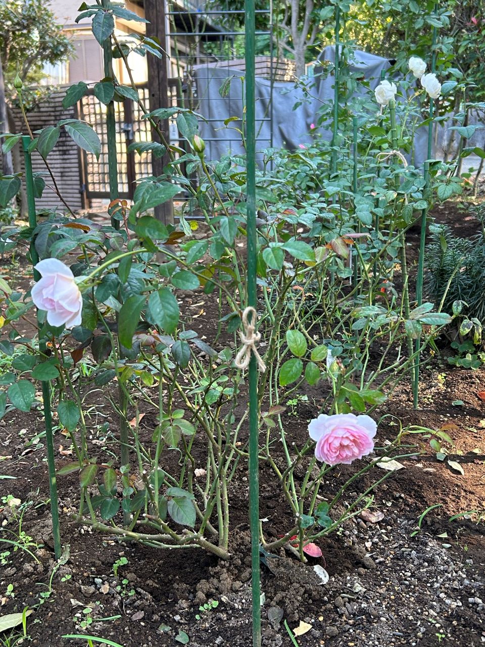 サイラスマーナー15L苗購入の8週後