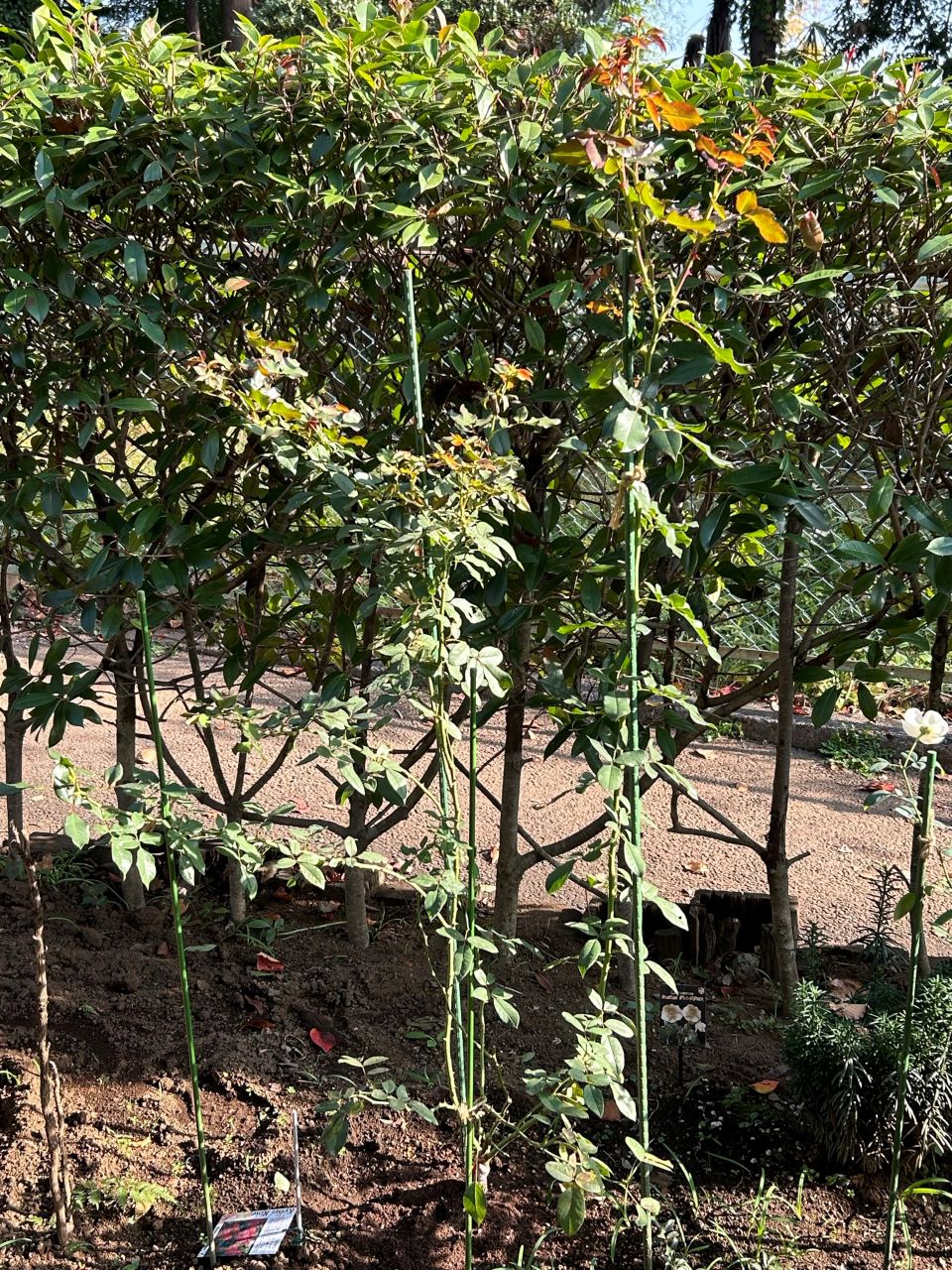 スーリールドゥモナリザ新苗14週後