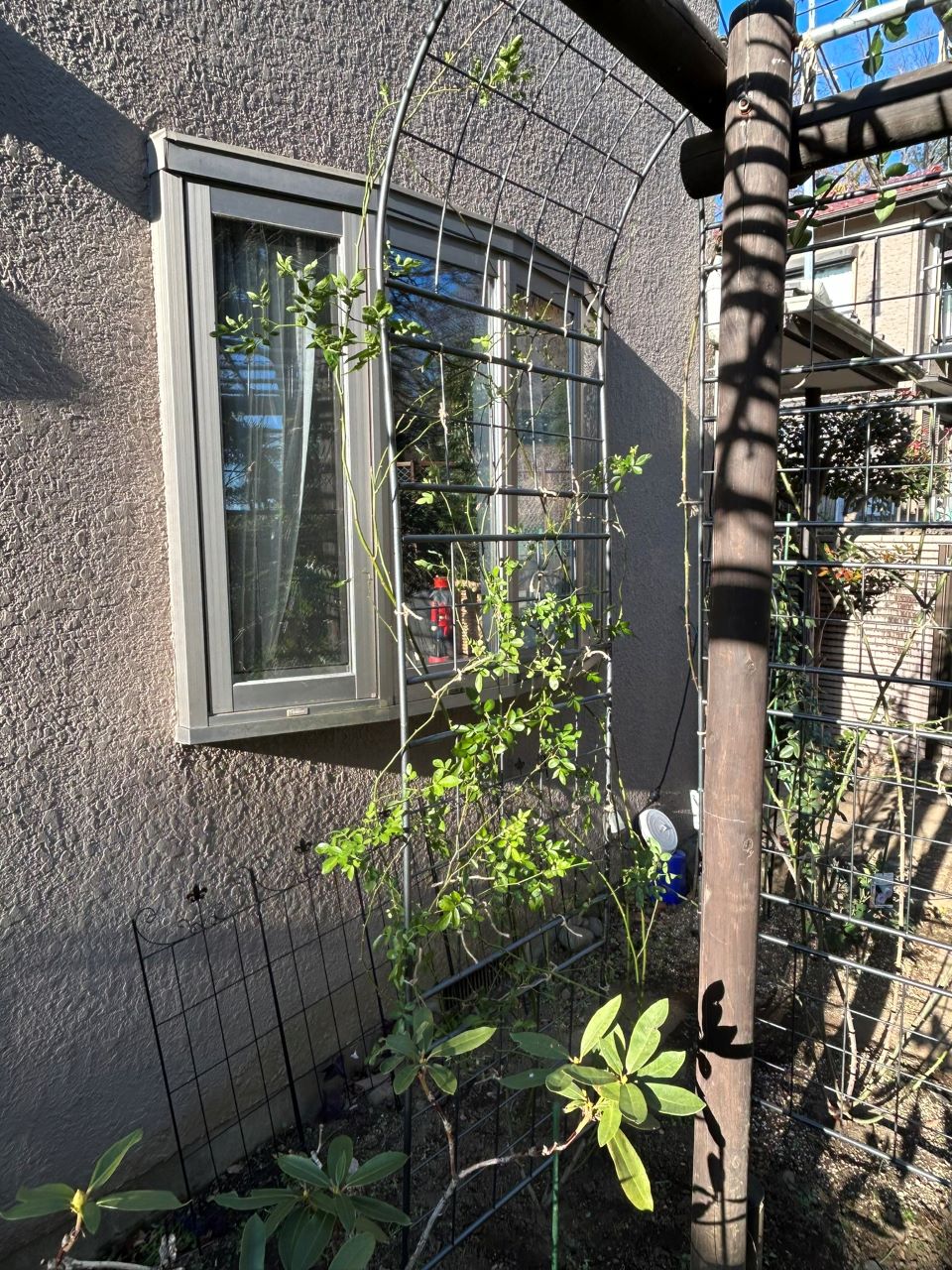 つる サマースノー 開花苗を地植え29週後