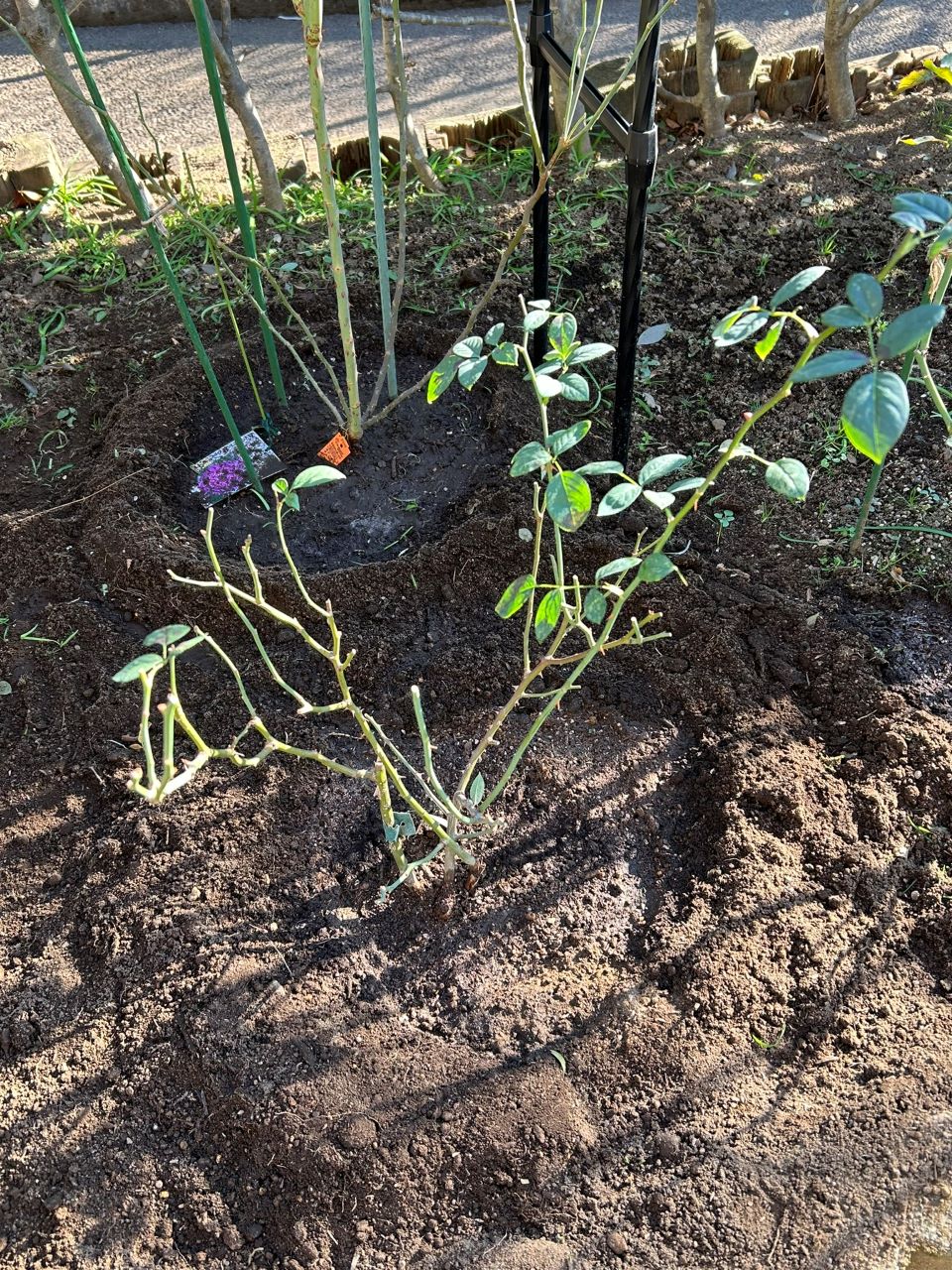 デスデモーナ15L鉢の19週後-2