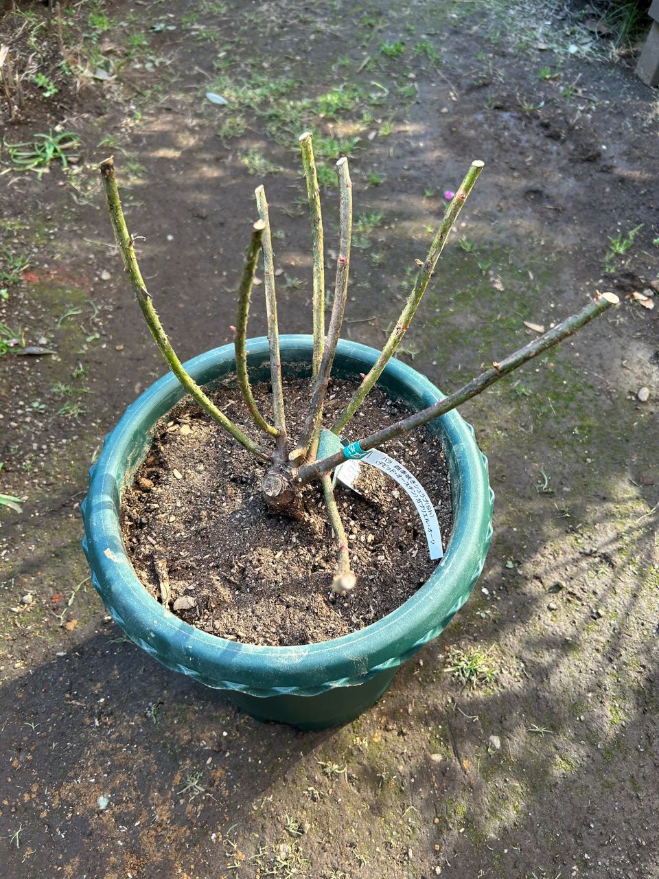 ガブリエル・オーク大苗購入