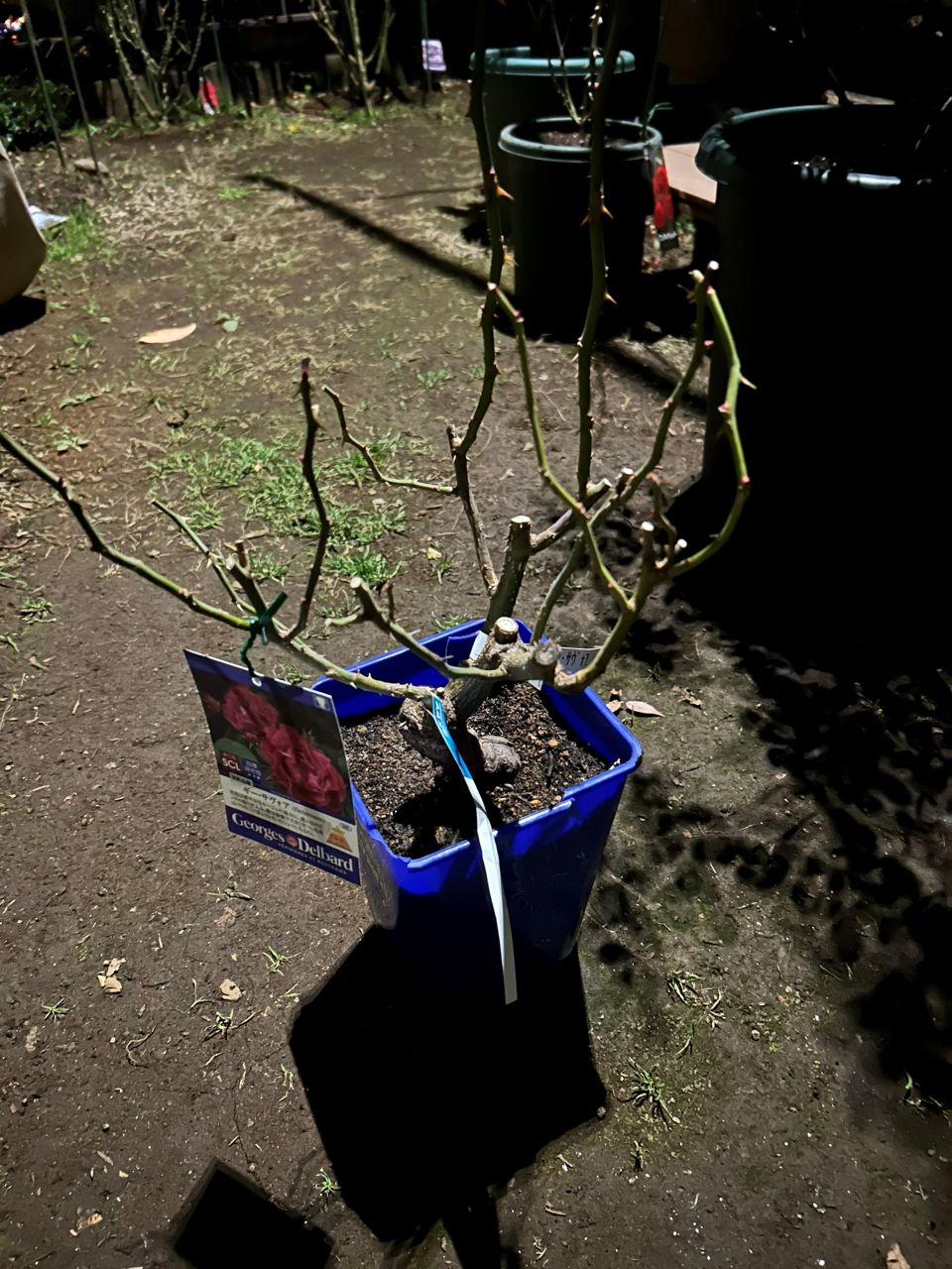 ギー・サヴォア大苗購入