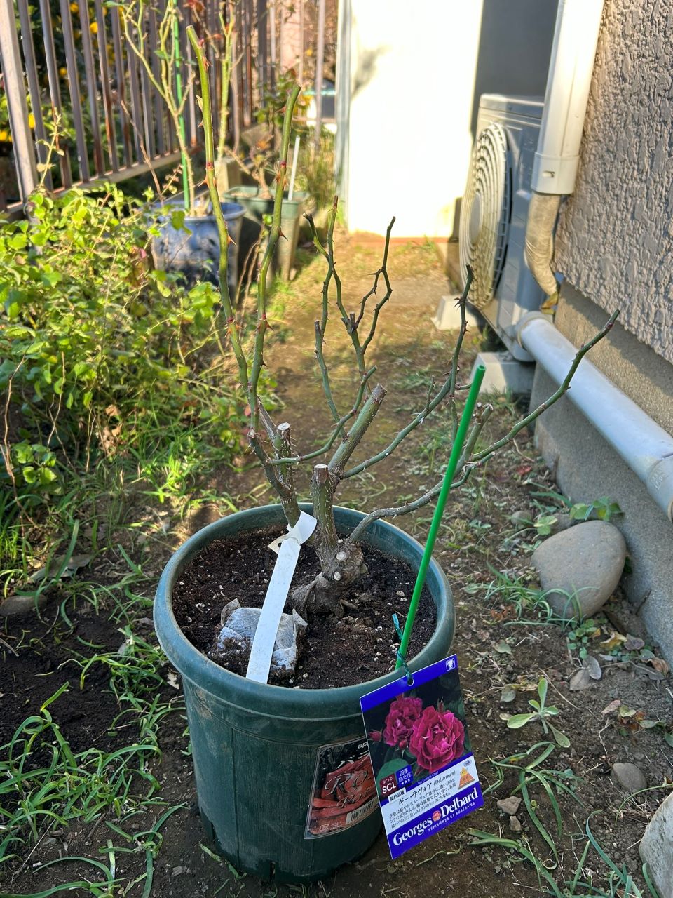 ギー・サヴォア大苗購入1週後