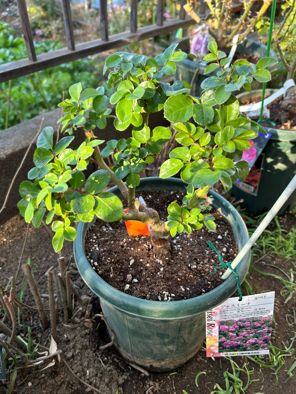 ジャスミーナ大苗購入から4週後