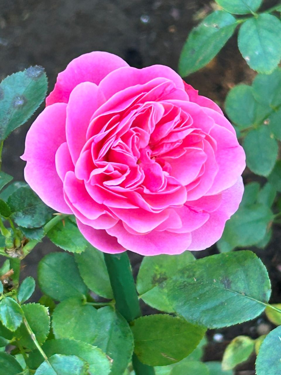 レオナルドダビンチ10月開花苗9週後