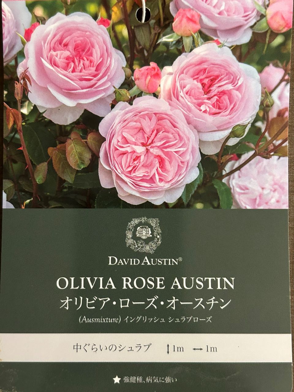 オリビア・ローズ・オ―スチン