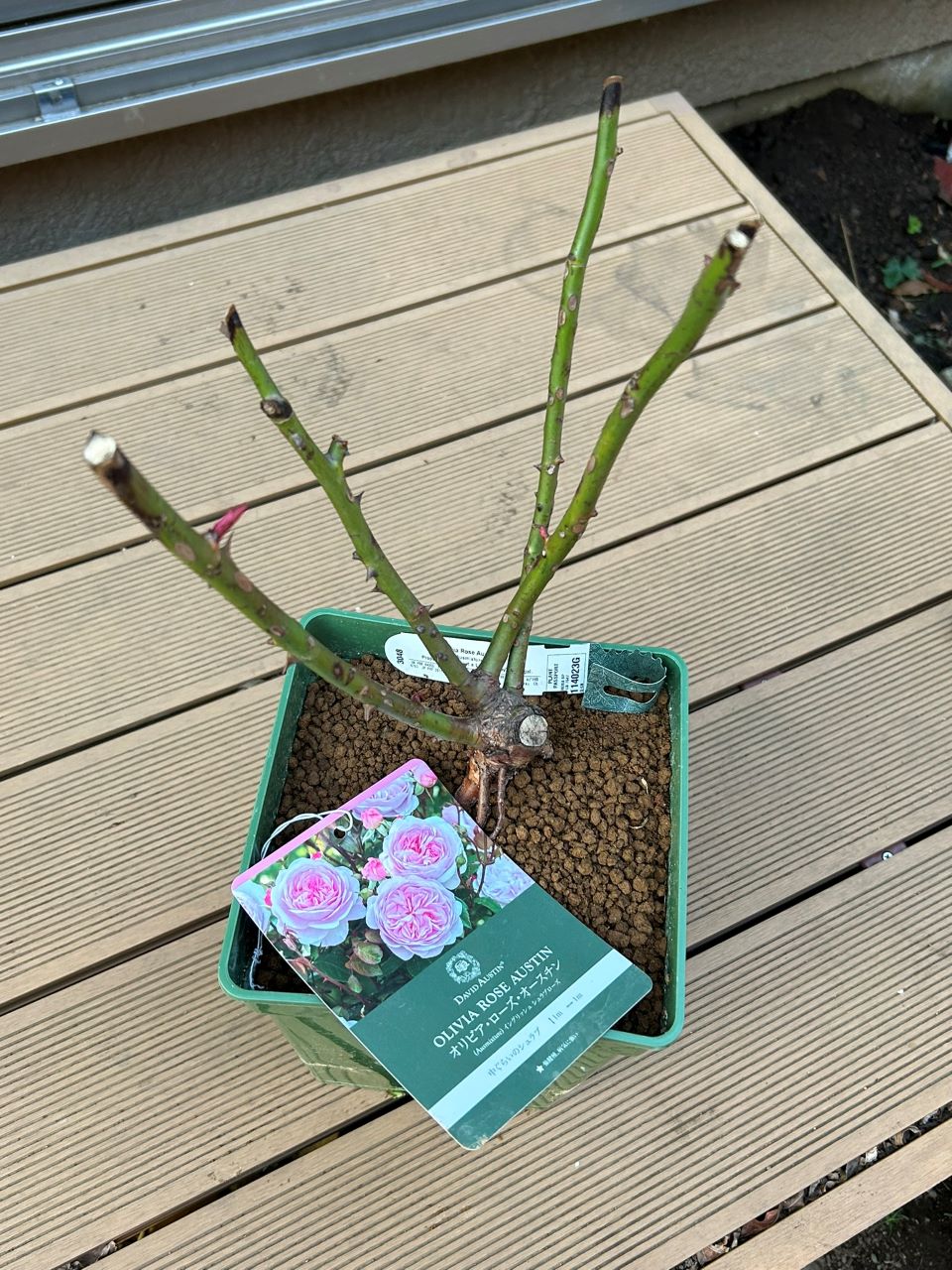 オリビア・ローズ・オ―スチン大苗購入