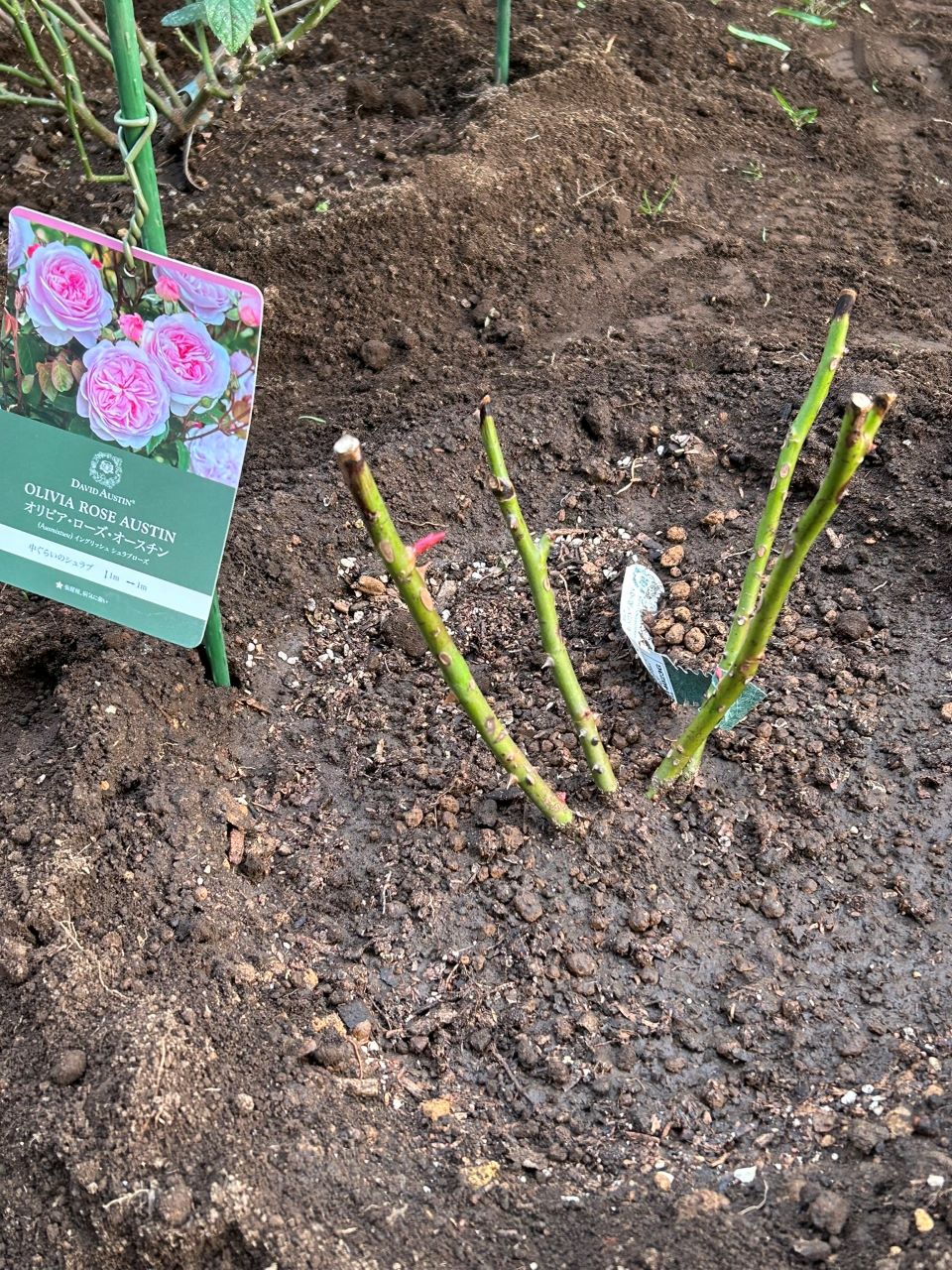 オリビア・ローズ・オ―スチン大苗地植え