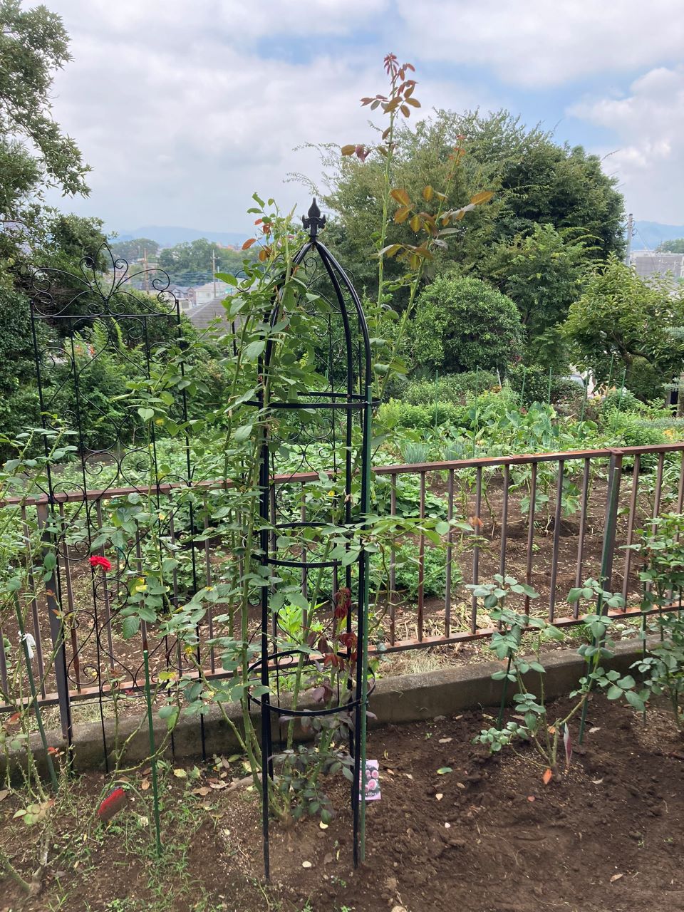 ピエール・ドゥ・ロンサール開花苗16週後