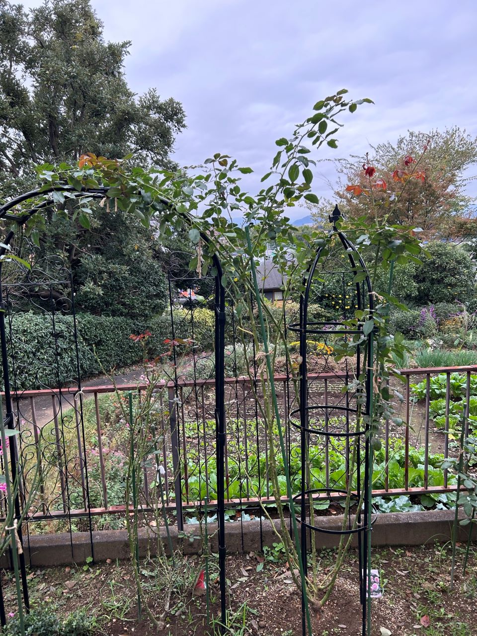 ピエール・ドゥ・ロンサール開花苗24週後