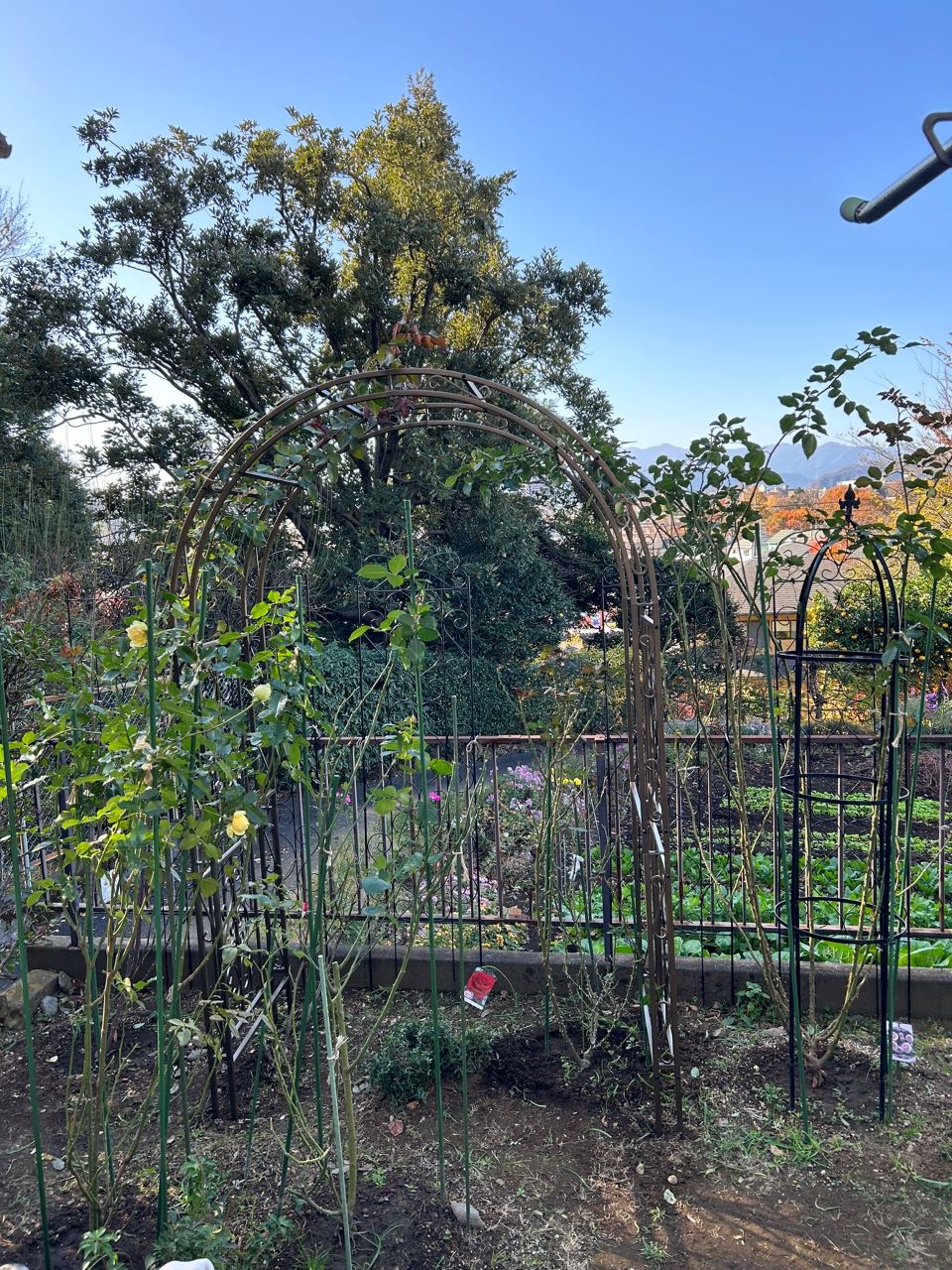 ピエール・ドゥ・ロンサール開花苗28週後-2