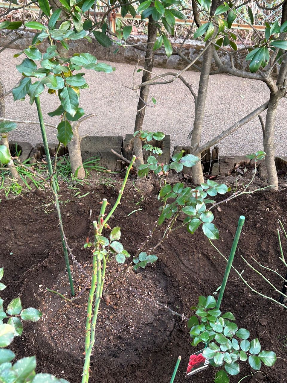 レッドレオナルドダビンチ6号鉢新苗24週後