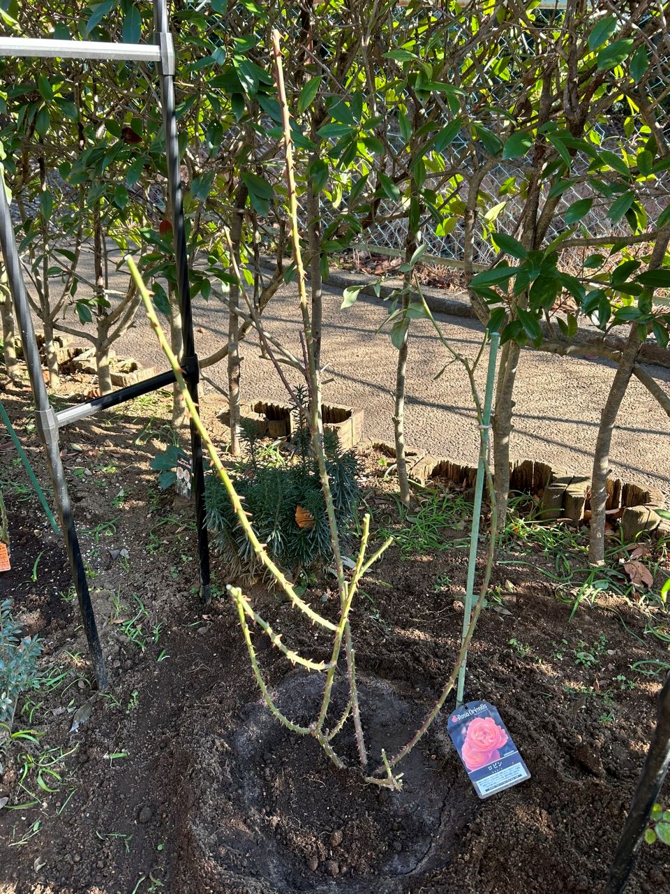 ロビン開花苗購入から25週後-2