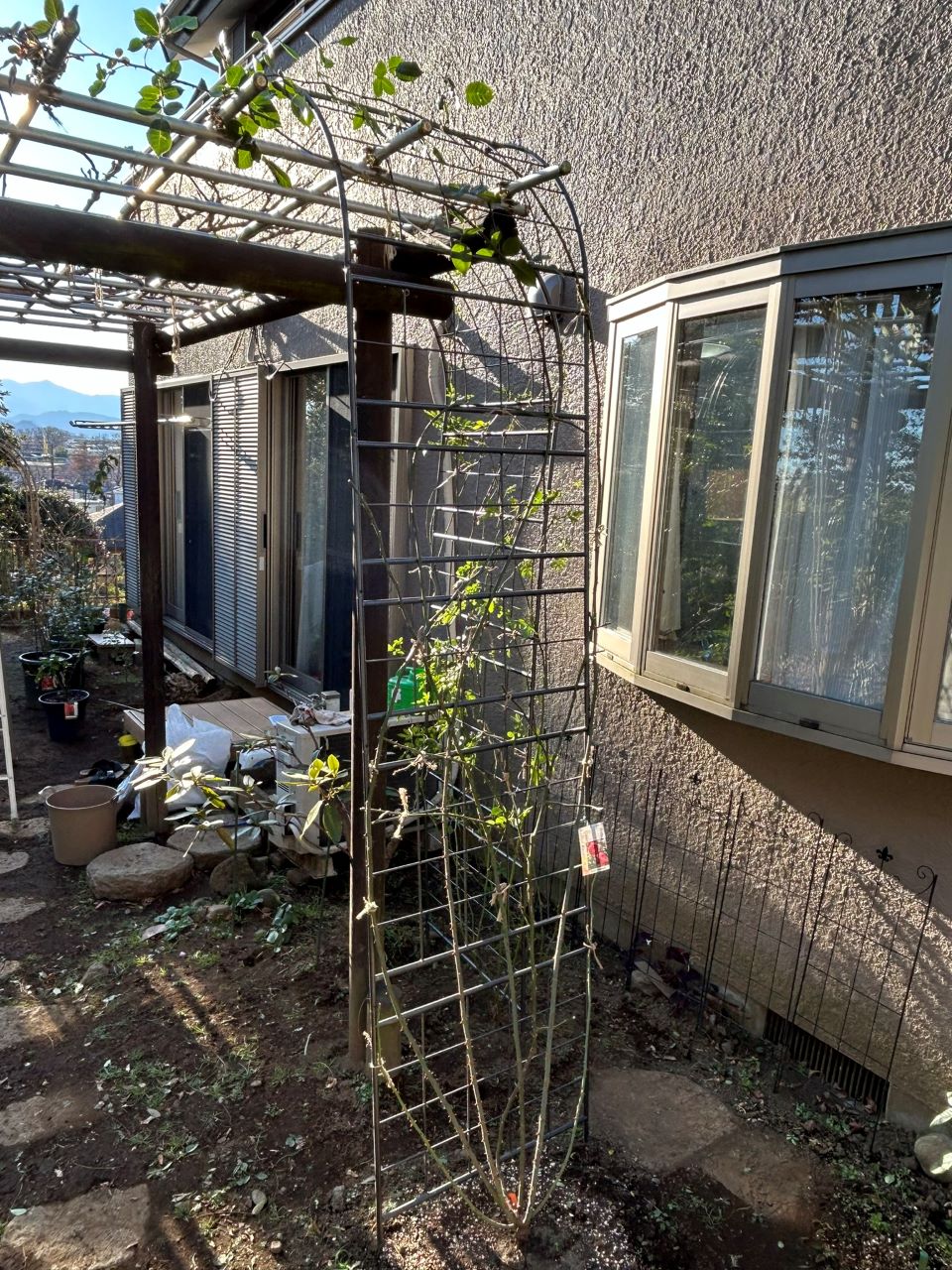 ルージュ・ピエール・ドゥ・ロンサール31週後