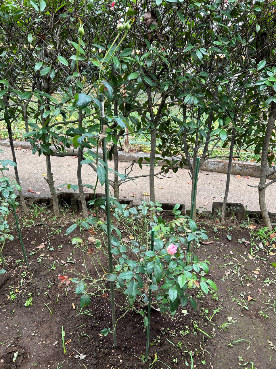 サイラスマーナー15L苗購入の9週後