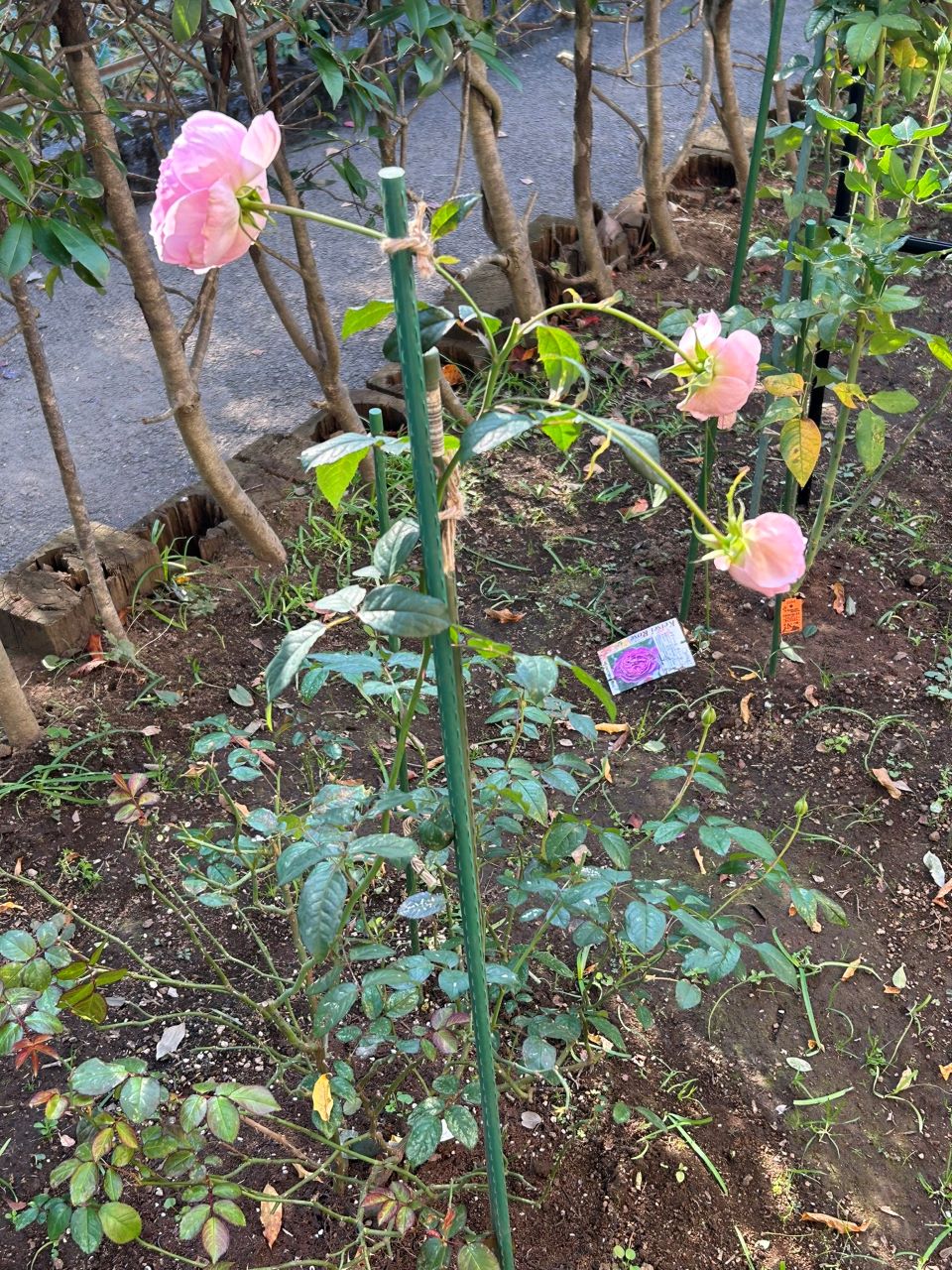 サイラスマーナー15L苗購入の11週後