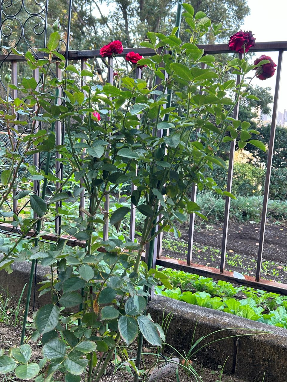 シラノドベルジュラック開花苗の21週後