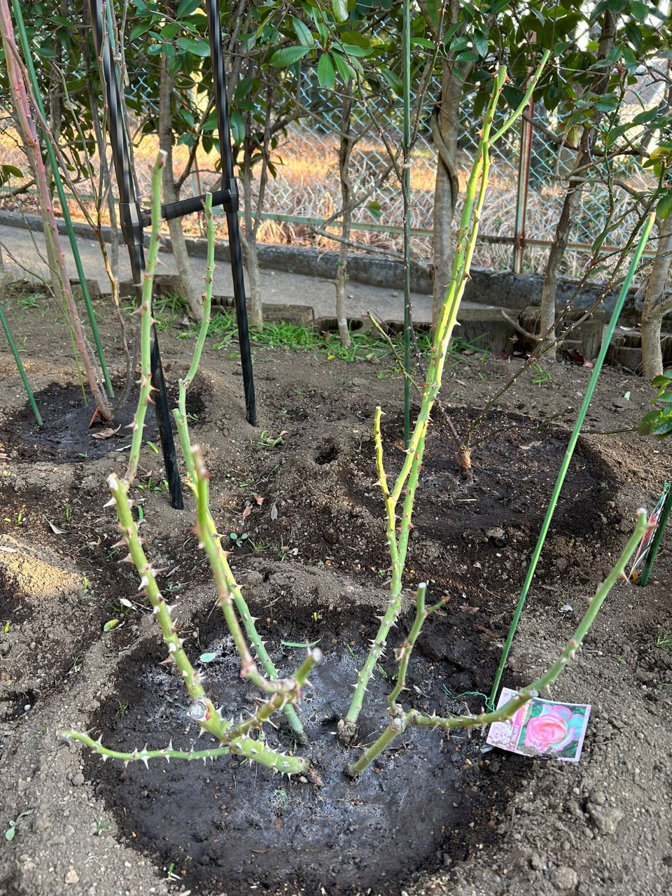 ニコール開花苗購入の35週後