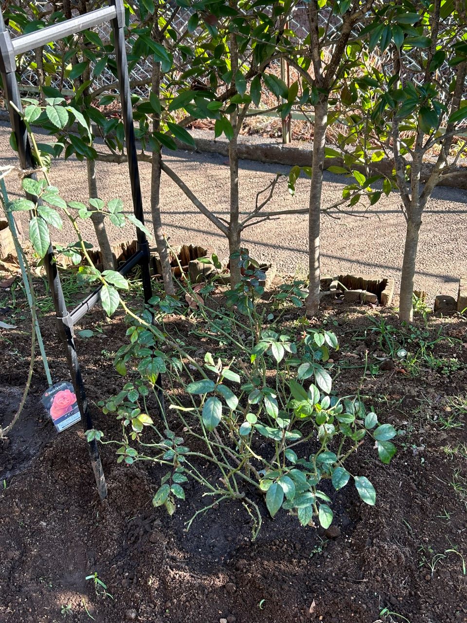 サイラスマーナー15L苗購入の16週後