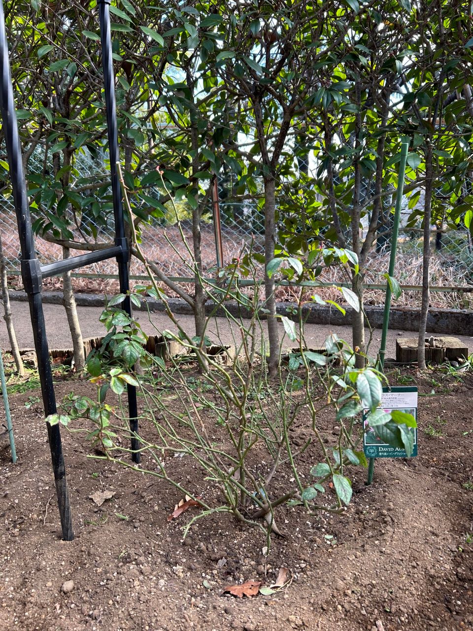 サイラスマーナー15L苗購入の19週後