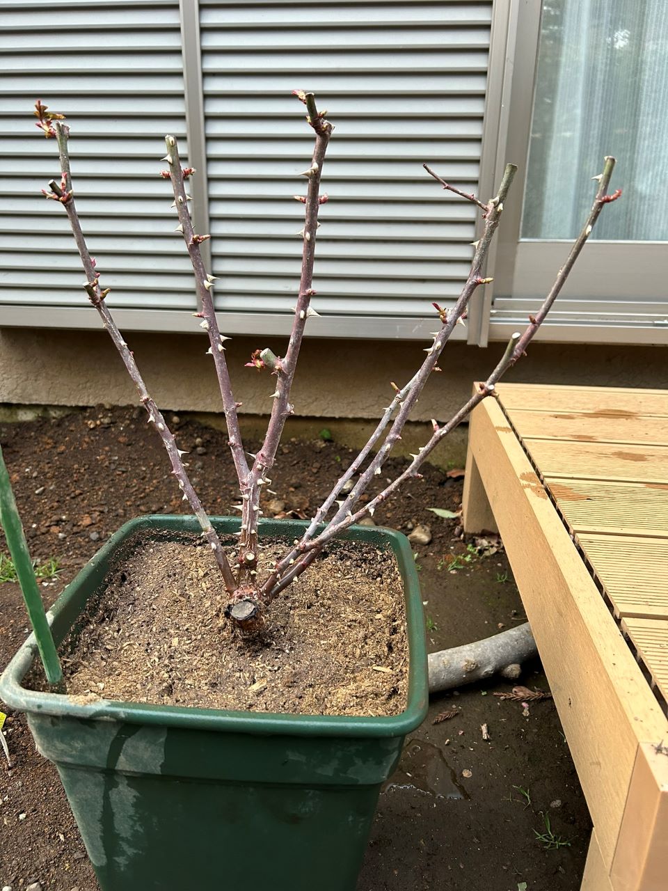 ダフネ大苗の植替え