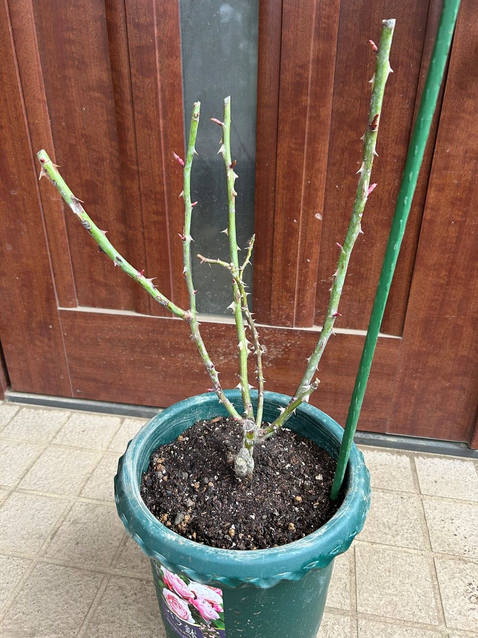 ジェネラシオン・ジャルダン裸苗植替え1週後