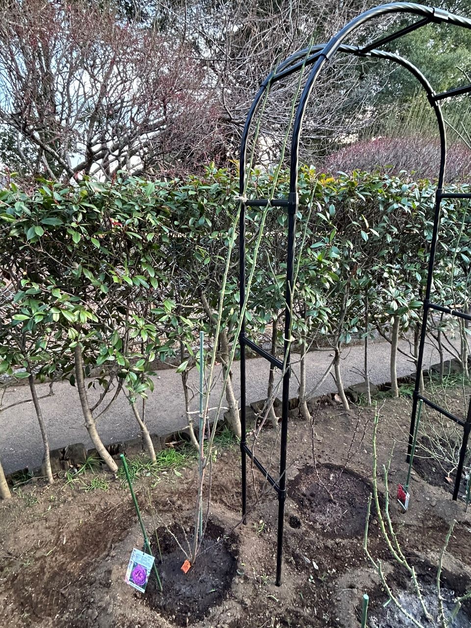 オドゥールダムール6月新苗の31週後-2