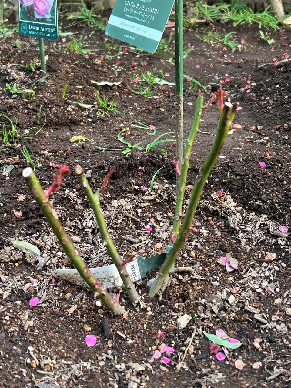 オリビア・ローズ・オ―スチン大苗8週後