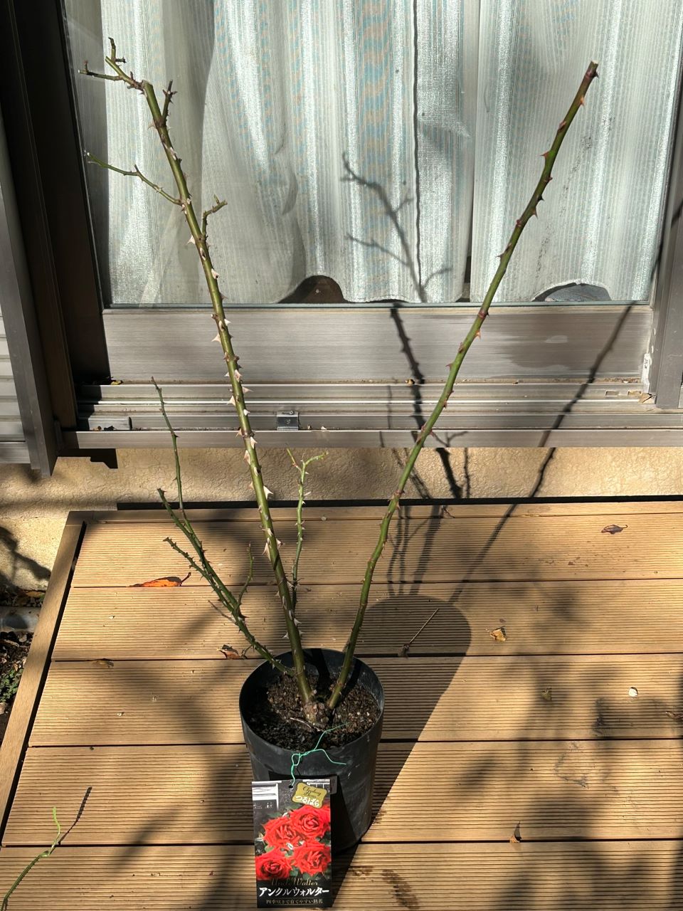 アンクル・ウォルター半長尺購入