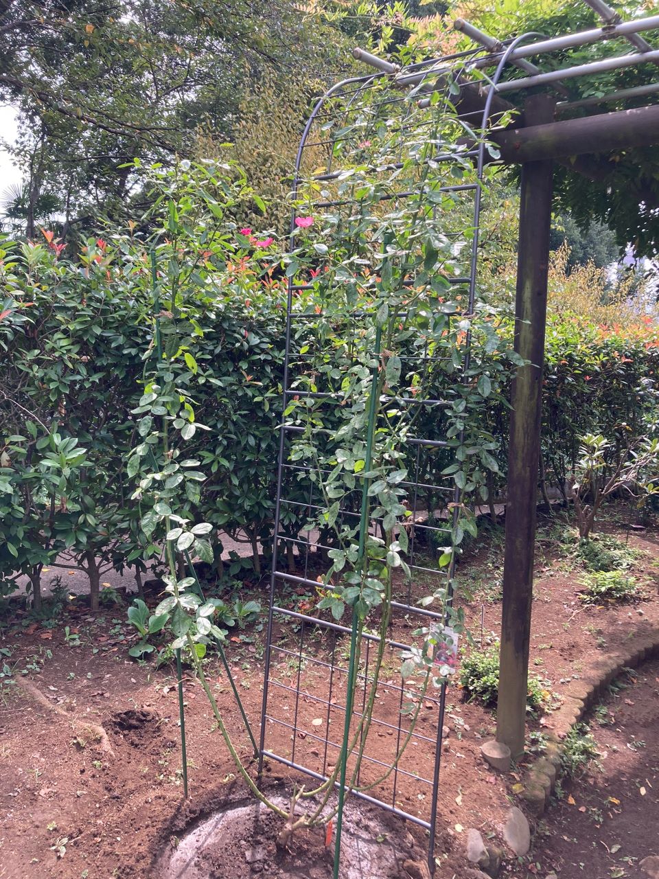 アンジェラ長尺苗の17週間後