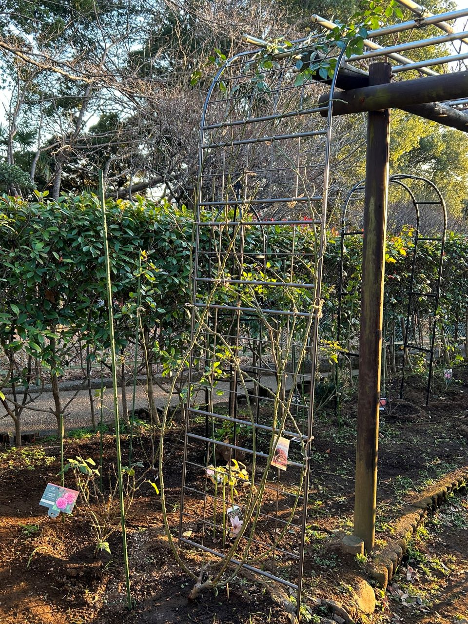 アンジェラ長尺苗の33週後