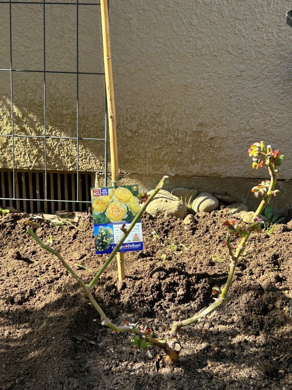 シャトー・ドゥ・シュベルニー大苗植替え