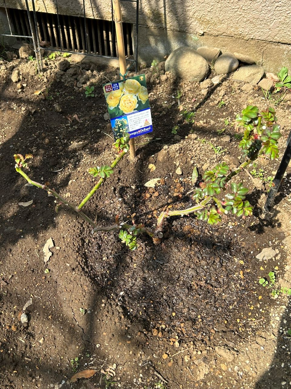 シャトー・ドゥ・シュベルニー大苗2週後