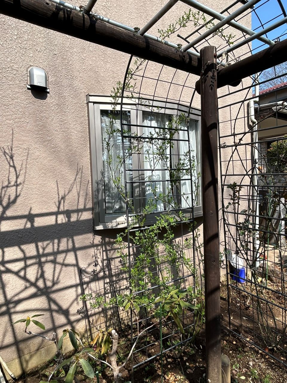 つる サマースノー 開花苗40週後