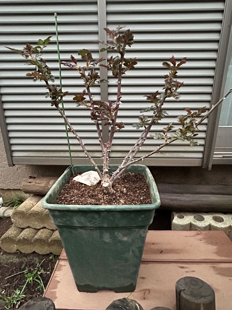 ダフネ大苗の5週後